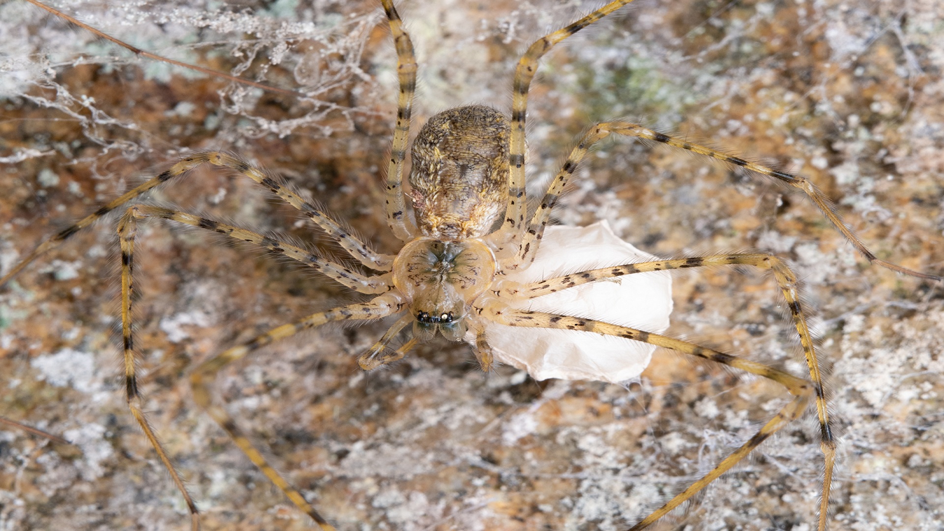Researchers discover new spider species in Israel 