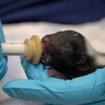 A baby skunk is fed milk in this undated image at a San Diego Humane Society campus.