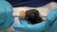 A baby skunk is fed milk in this undated image at a San Diego Humane Society campus.