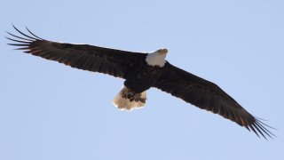 MILPITAS, CALIFORNIA - MARCH 12: A bald eagle flies to the nest on March 12, 2022 in Milpitas, California. (Photo by Liu Guanguan/China News Service via Getty Images)