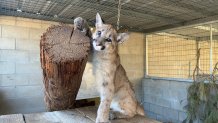 A young mountain lion rests in its enclosure under the care of the San Diego Humane Society in this undated image.