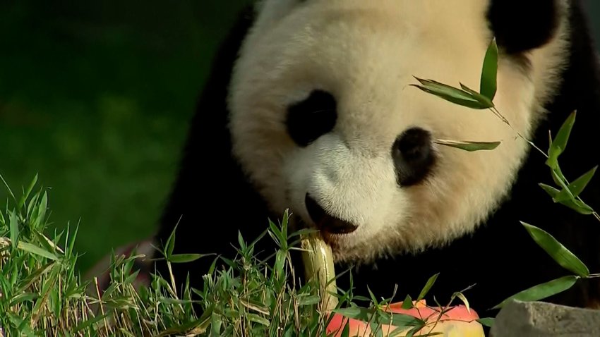 Smithsonian National Zoo Celebrates 50 Year Anniversary of Giant Pandas