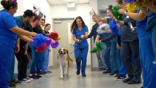 The San Diego Humane Society celebrated 4-year-old Phoenix, a St. Bernard and German shepherd mix, on Friday who has been cancer-free for a year.
