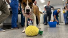 Four-year-old Phoenix at his cancer-free anniversary "pawty" on Friday April 1, 2022.