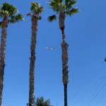 San Diego corta las emblemáticas palmeras de la playa del océano
