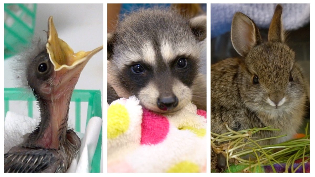 What San Diegans Should Know About Caring for Local Baby Wildlife – NBC 7 San Diego - Vimarsana News