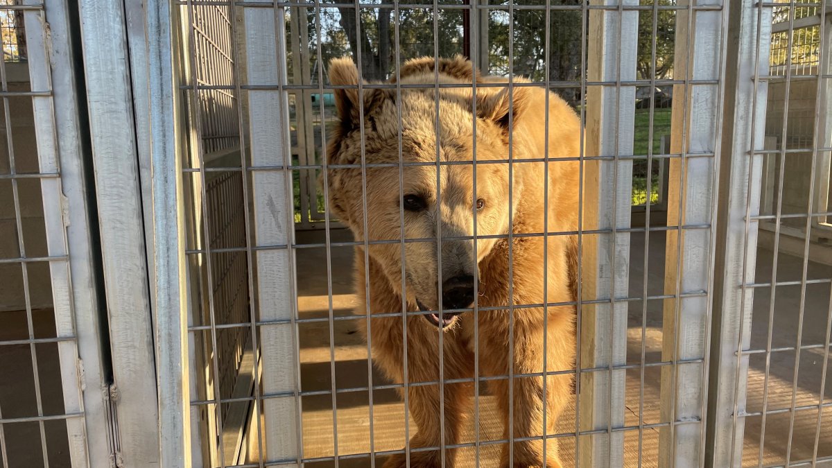 Oh My! Lions, Tigers and Bears Animal Sanctuary Keeping Cool During San Diego Heat Wave - Vimarsana News
