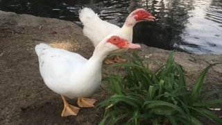 Muscovy ducks known as Mr. Chipper and Grace are pictured at TeWinkle Park in Costa Mesa.