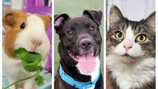The San Diego Humane Society is offering a reduced adoption fee in hopes of getting animals into loving homes. From left to right: Canelita the guinea pig, Bandit the dog and Nala the cat.