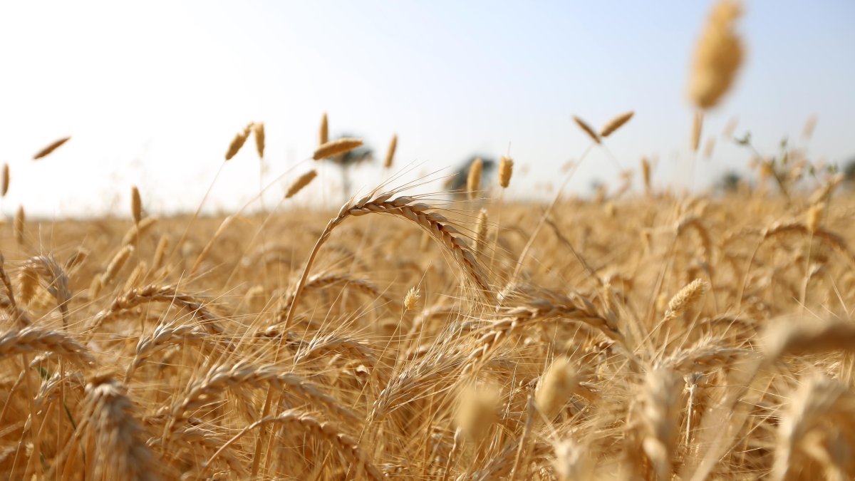 U.S., Europe Race to Improve Food Supply Chains After India Bans Wheat Exports - Vimarsana News