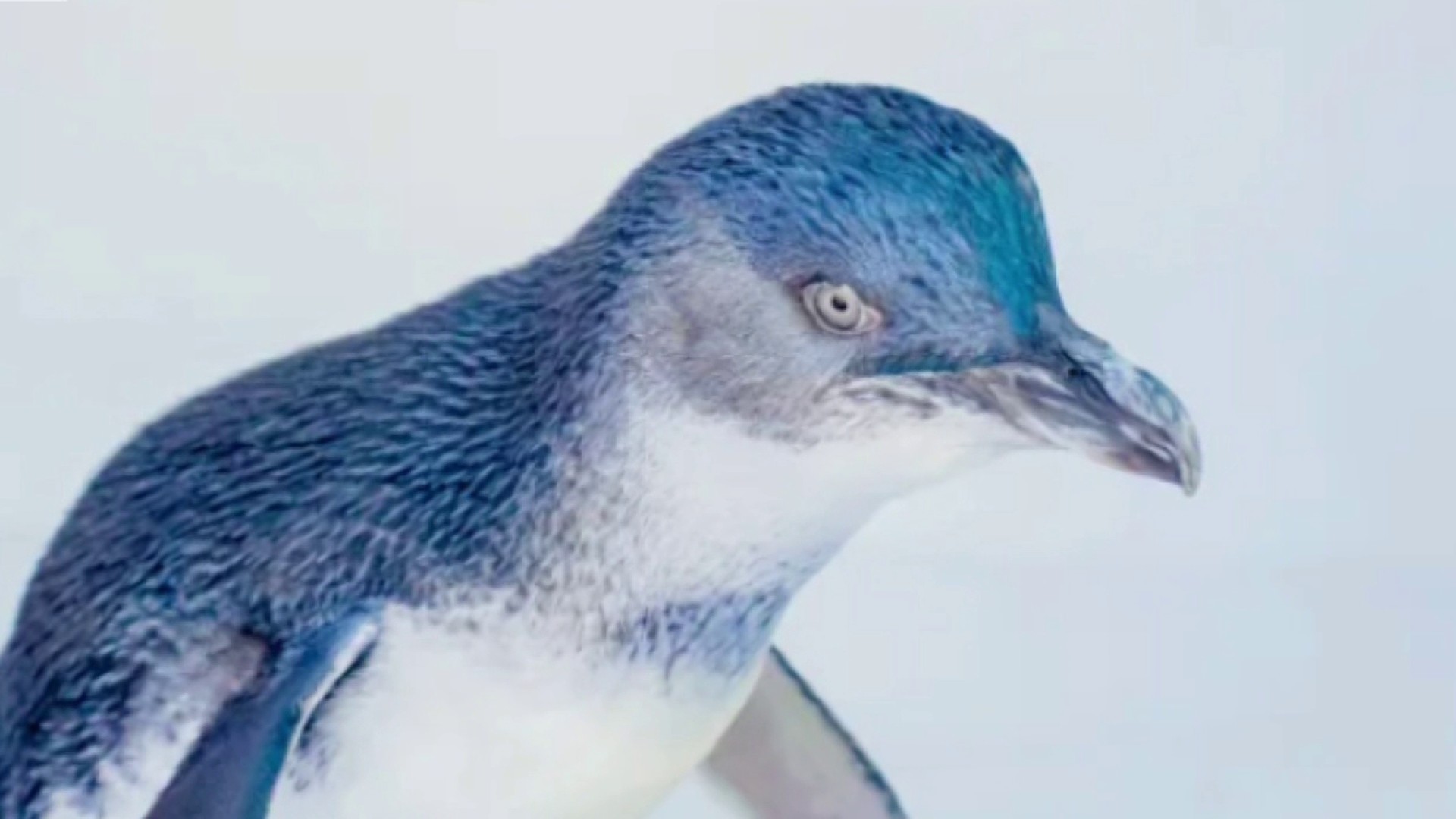 Little Blue Penguins coming to Birch Aquarium