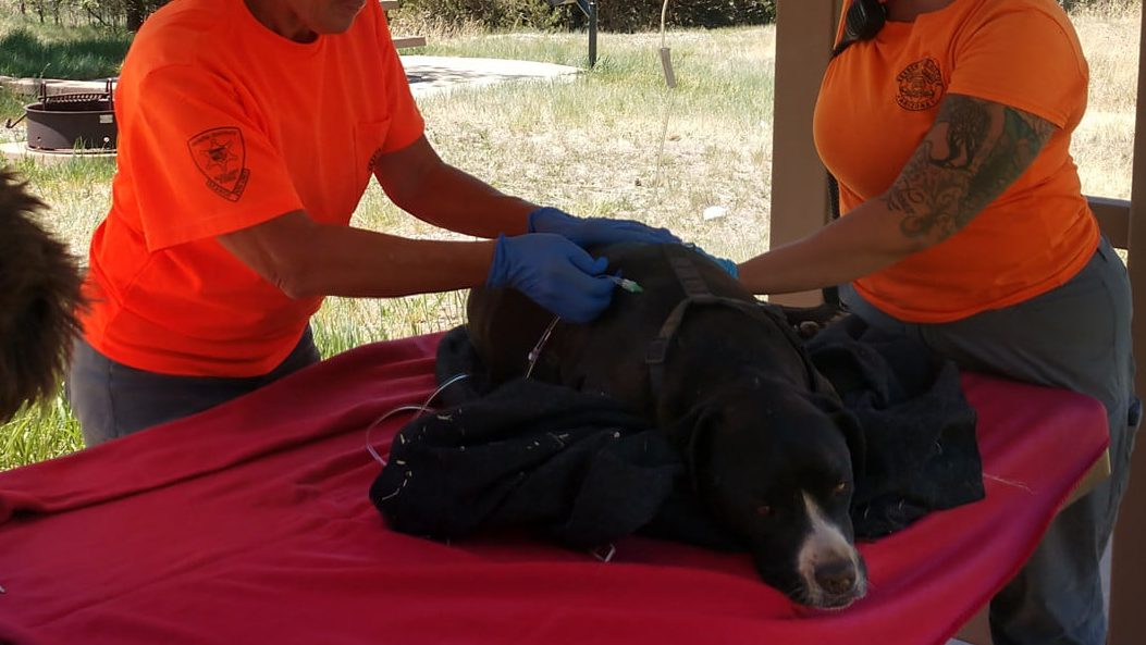 Missing Arizona Hiker Found Dead With Dog, Who Survived, by His Side