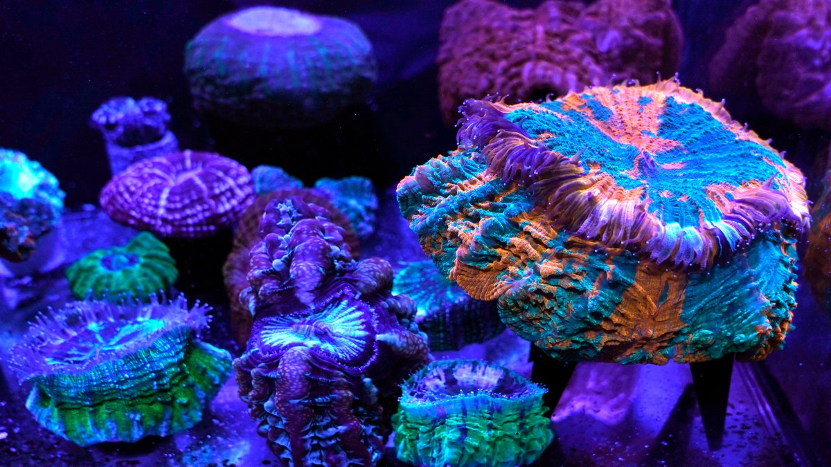 Miami Coral Reefs Provide Stunning Images of World Under Assault – NBC 7 San Diego - Vimarsana News