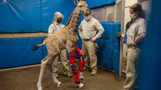 This Feb. 10, 2022 image released by the San Diego Zoo Wildlife Alliance shows Msituni, a giraffe calf born with an unusual disorder that caused her legs to bend the wrong way