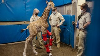 This Feb. 10, 2022 image released by the San Diego Zoo Wildlife Alliance shows Msituni, a giraffe calf born with an unusual disorder that caused her legs to bend the wrong way