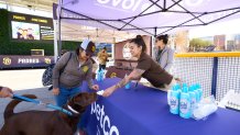A Petco employee offers a Labrador retriever a refreshing cup of whipped cream on April 18, 2022 during Petco Park's Bark at the Park Padres game.
