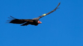 A Condor flys.