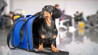 Obedient dachshund dog sits in blue pet carrier in public place and waits the owner. Safe travel with animals by plane or train. Customs quarantine before or after transporting animals across border