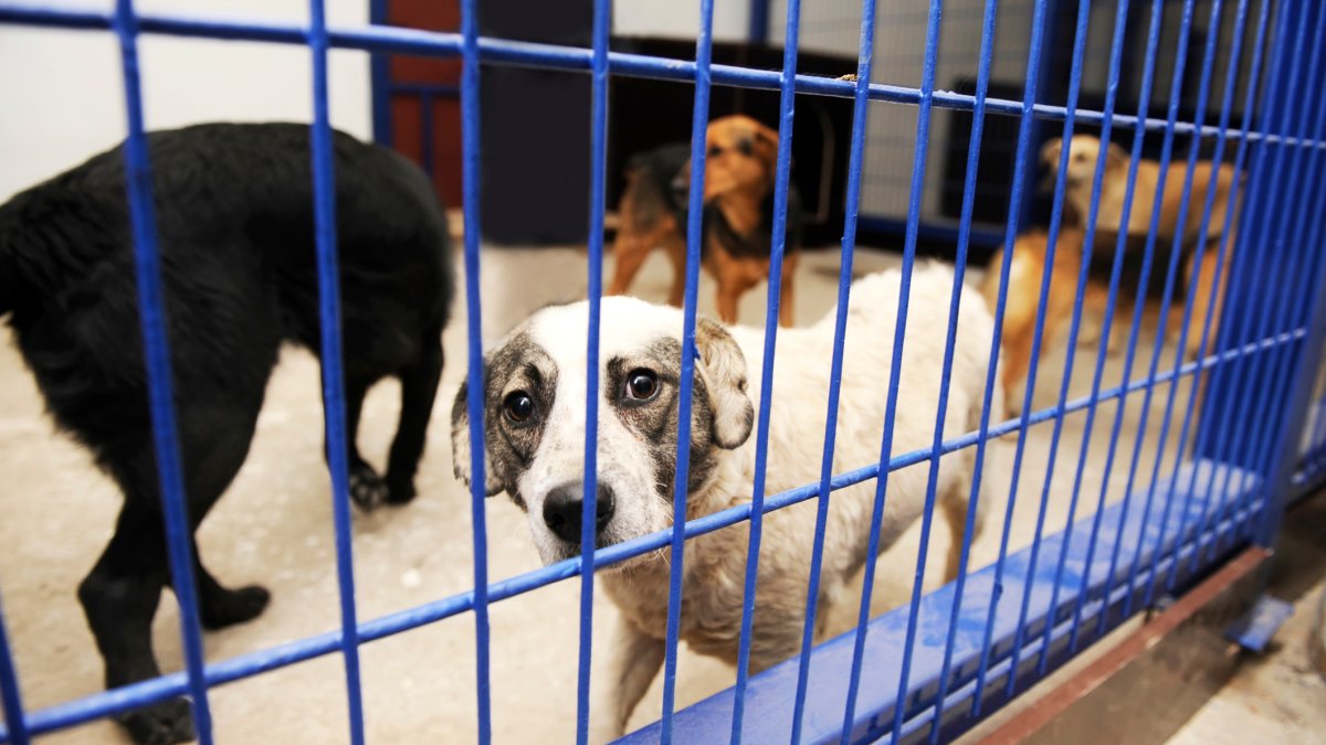 Corona Assemblyman Introduces 'Bowie's Law' in Attempt to Save Healthy Animals From Being Euthanized at Shelters – NBC 7 San Diego - Vimarsana News