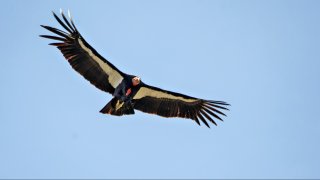 Left Facing California Condor in Flight at Pinnacles National Park