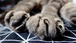 Close-Up Of Cat Paws