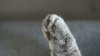 Detectives investigate alleged ‘cat killer' in Orange County
