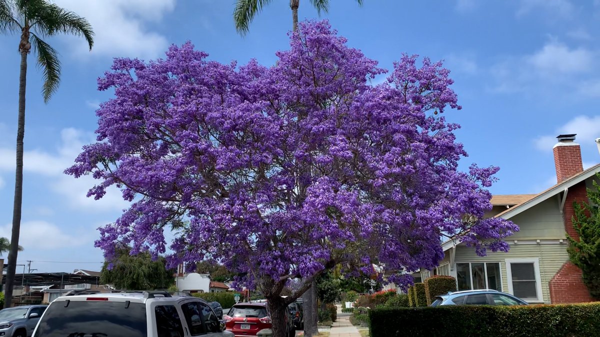 purple palm trees incense