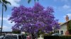 Purple Reign: Jacaranda Trees Turn San Diego Ultra Violet