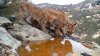 Wildlife Photographer Shoots TEN Mountain Lions … in His Backyard in Ramona
