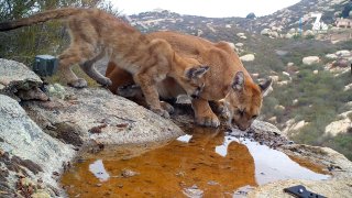 A mountain lion and cub shot in Ramona