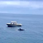Captain Mike Silva in his boat as an orca swims by on May 25, 2022.