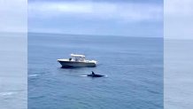 Captain Mike Silva in his boat as an orca swims by on May 25, 2022.