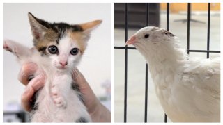 The San Diego Humane Society rescued 55 pets on Wednesday, May 4, 2022 after they were left behind by their owner. Left: a kitten found on the property. Right: a quail that was also found.