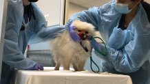 The San Diego Humane Society's veterinarian team perform an exam on the first dog from Ukraine that was transported across the border, May 2, 2022.