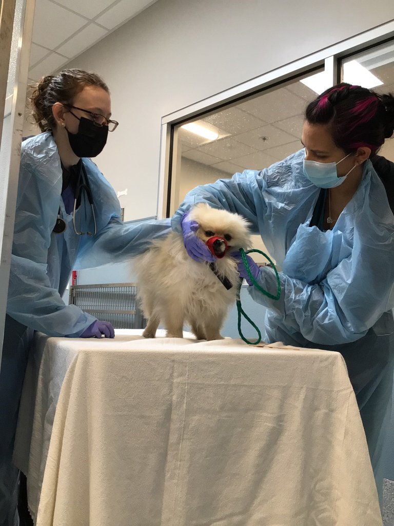 The San Diego Humane Society's veterinarian team perform an exam on the first dog from Ukraine that was transported across the border, May 2, 2022. 