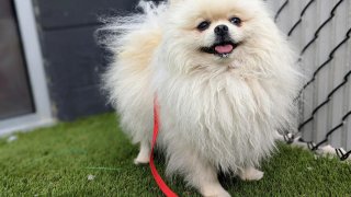 The first dog from Ukraine was transported across the border at the San Ysidro Point of Entry this weekend by the San Diego Humane Society.