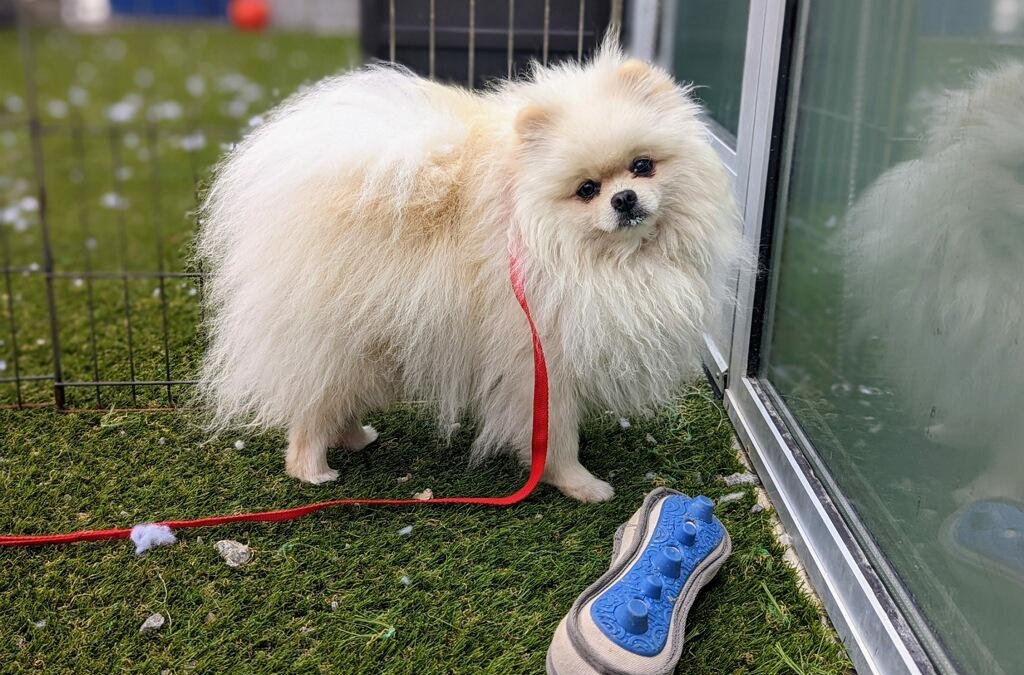 Ukrainian Refugee to Reunite With Beloved Pomeranian After Dog Completes Rabies Quarantine - Vimarsana News