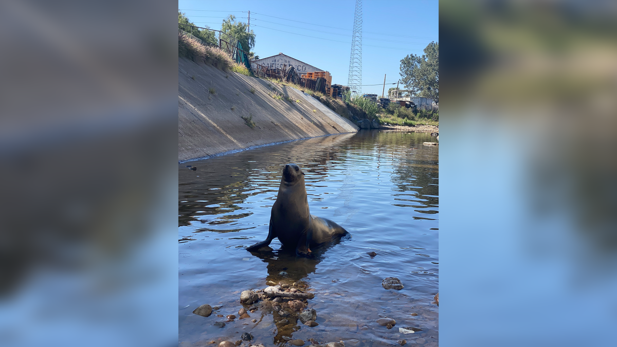 Sea Lion, Once Spotted on San Diego Freeway, Rescued in National City