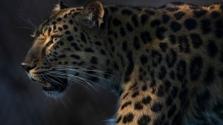 A resident cheetah at the San Diego Zoo is captured in this image on an unspecified date.