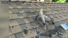 A raccoon was trapped in a hole in the roof of a home in California's Santa Cruz Mountains.