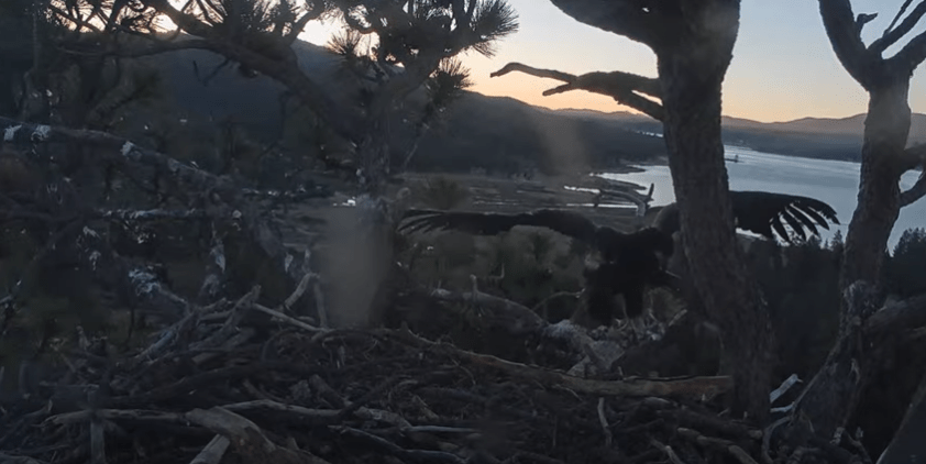 Watch: Big Bear's Baby Bald Eagle Takes Flight – NBC 7 San Diego - Vimarsana News