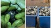 About $1.2 Million Worth of Drugs Found in Cargo of Squash: CBP