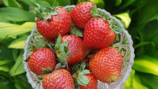 Fresh, ripe and plump strawberries.