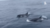 ‘Blown Away': Captain Records Play Date With Orca Pod Off San Diego Coast