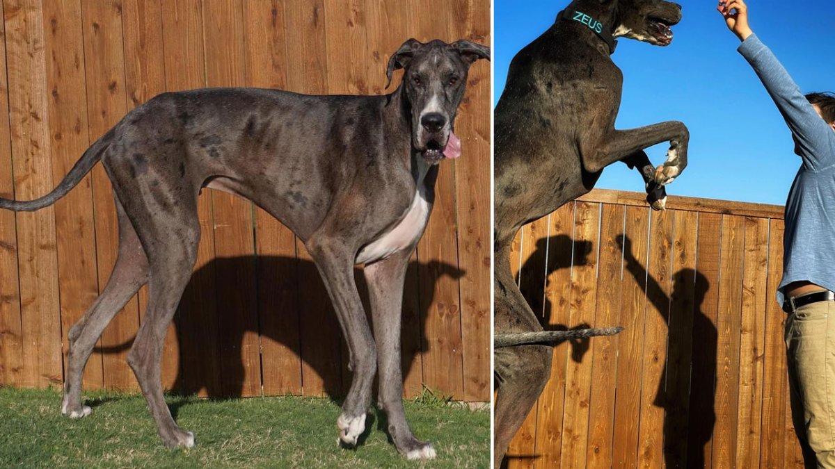 Texas Great Dane Named World's Tallest Dog – NBC 7 San Diego - Vimarsana News