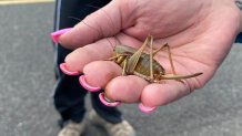 April Aamodt holds a Mormon cricket in her hand in Blalock Canyon near Arlington, Ore. on Friday, June 17, 2022. Aamodt is involved in local outreach for Mormon cricket surveying.