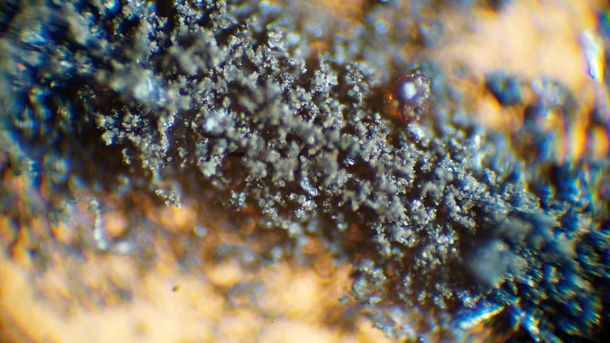 NASA Demands Moon Dust, Cockroach Carcasses Be Returned – NBC 7 San Diego - Vimarsana News