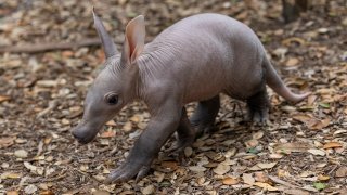 A five-week-old aardvark cub explorers her habitat at the San Diego Zoo.