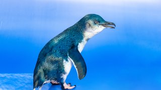 Azulito, a Little Blue Penguin who now has a name.