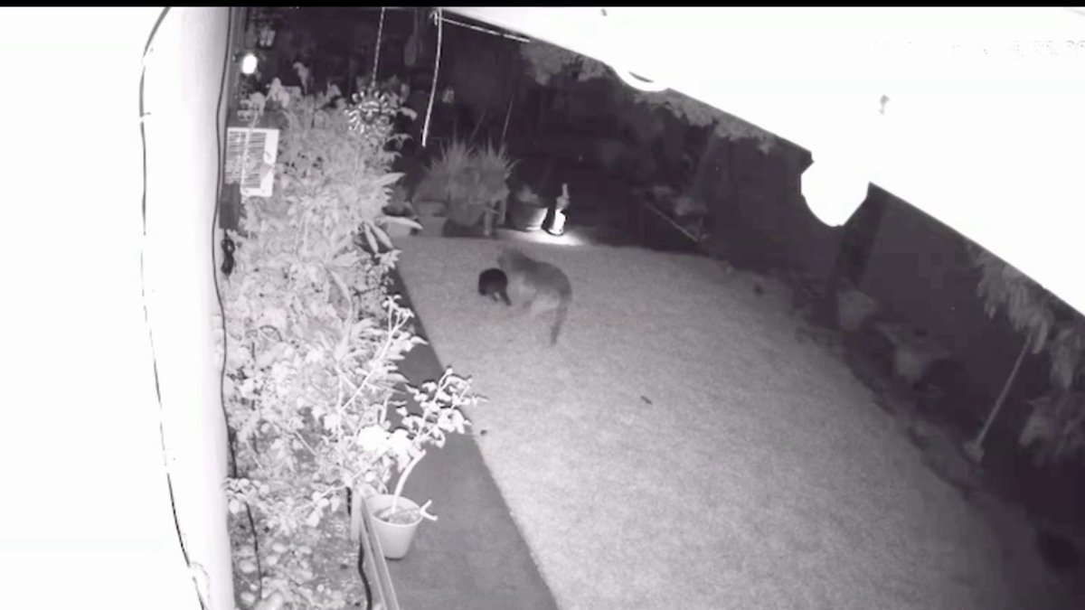 Big Dog Chases Off Coyote Who Had Family's Boston Terrier in Mouth – NBC 7 San Diego - Vimarsana News
